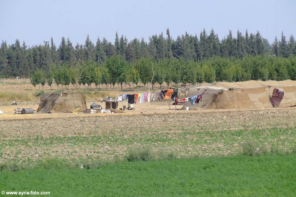 Поля сельхозназначения в Сирии