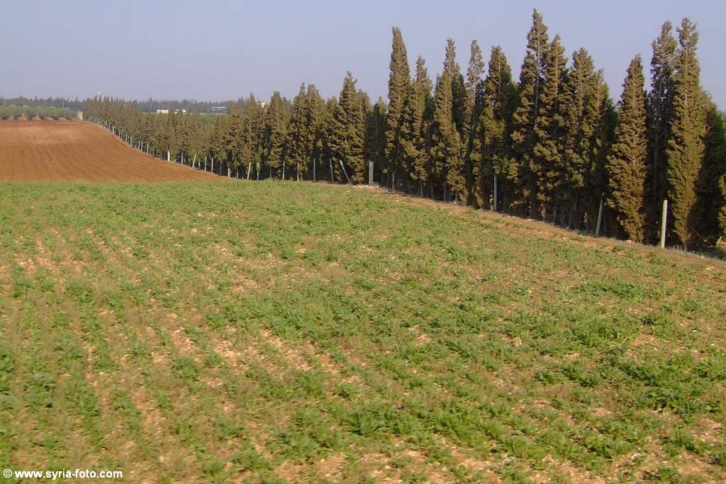 Сирийская провинция, 9 августа 2008