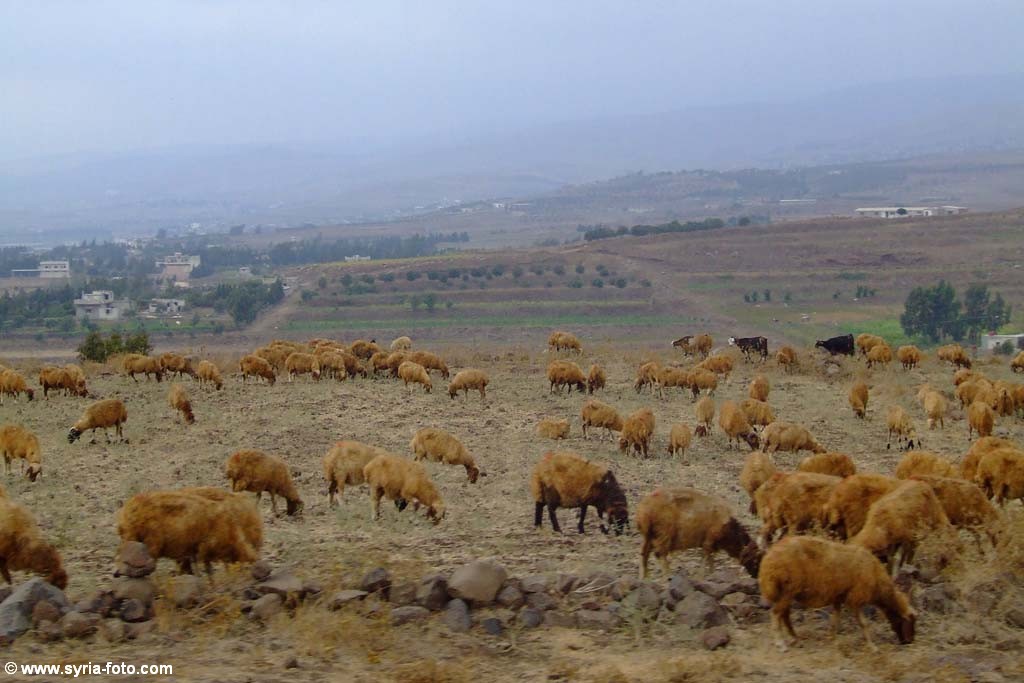 Сирийская провинция, 9 августа 2008