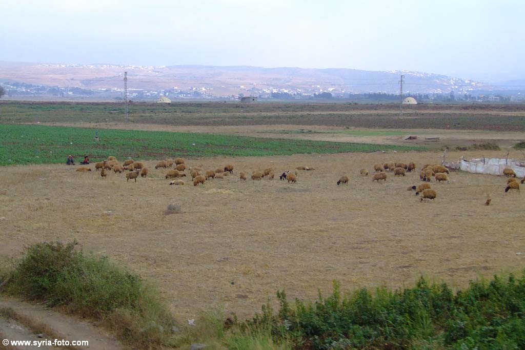 Сирийская провинция, 9 августа 2008