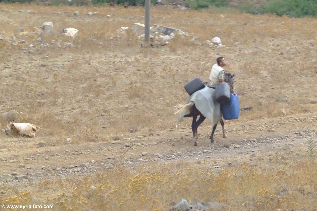 Сирийская провинция, 9 августа 2008