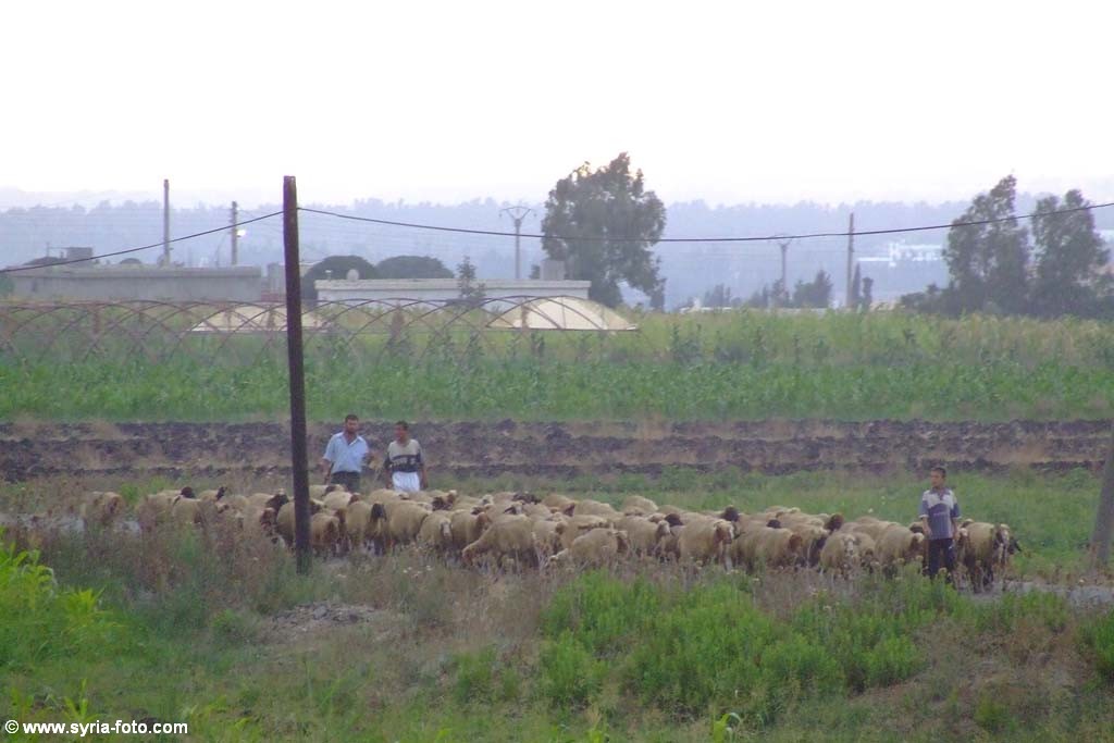Сирийская провинция, 9 августа 2008
